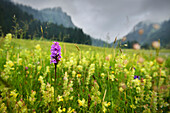  wild orchid on a meadow in Nenzinger Himmel (Alpe in the Gamperdonatal near Nenzing), Vorarlberg, Austria, Europe 