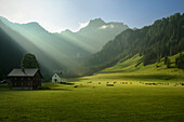 Kühe grasen auf saftiger Weide bei der Kapelle Heiliger Rochus im Nenzinger Himmel (Alpe im Gamperdonatal bei Nenzing), Vorarlberg, Österreich, Europa