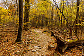  Whiteoak Canyon Trail in Shenandoah National Park, Virginia, USA 