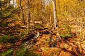  Deciduous forest and watercourse on the Whiteoak Canyon Trail in Shenandoah National Park, Virginia, USA 