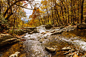  Deciduous forest and Robinson River stream on the Whiteoak Canyon Trail in Shenandoah National Park, Virginia, USA 