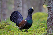 Auerhuhn (Tetrao urogallus), balzender Auerhahn im Wald, Dalarna, Schweden
