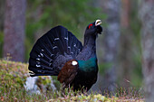 Auerhuhn (Tetrao urogallus), balzender Auerhahn im Wald, Dalarna, Schweden