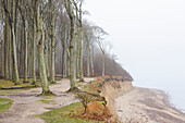  The Ghost Forest on the Cliffs near Nienhagen, Baltic Sea, Mecklenburg-Vorpommern, Germany 