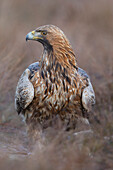  Golden Eagle, Aquila chrysaetos, adult Golden Eagle in a moor, Smaland, Sweden 