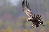  Golden Eagle, Aquila chrysaetos, juvenile Golden Eagle in flight, Smaland, Sweden 