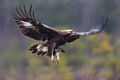  Golden Eagle, Aquila chrysaetos, juvenile Golden Eagle in flight, Smaland, Sweden 