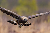  Golden Eagle, Aquila chrysaetos, juvenile Golden Eagle in flight, Smaland, Sweden 