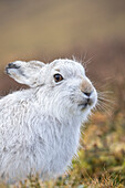 Schneehase (Lepus timidus), Portrait, Cairngorms Nationalpark, Schottland, Großbritannien, Europa