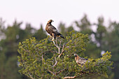  Golden Eagle, Aquila chrysaetos, pair sitting in a pine tree, Smaland, Sweden 