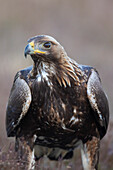 Golden Eagle, Aquila chrysaetos, portrait of a juvenile golden eagle, Smaland, Sweden 