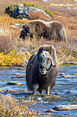  Musk ox, Ovibus moschatus, bull crossing mountain stream, autumn, Dovre Fjaell, Sunndalsfjella National Park, Norway 