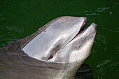Gewöhnlicher Schweinswal (Phocoena phocoena) schaut aus dem Wasser, Portrait, Schleswig-Holstein, Deutschland