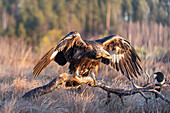  Golden Eagle, Aquila chrysaetos, juvenile Golden Eagle observing a Magpie, Pica pica, Smaland, Sweden 