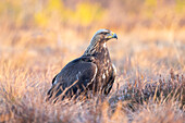  Golden Eagle, Aquila chrysaetos, juvenile Golden Eagle in a moor, Smaland, Sweden 