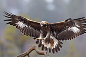  Golden Eagle, Aquila chrysaetos, juvenile Golden Eagle in a moor, Smaland, Sweden 