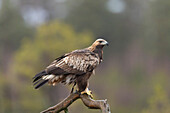  Golden Eagle, Aquila chrysaetos, juvenile Golden Eagle in a moor, Smaland, Sweden 