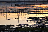 Sumpflandschaft bei Sonnenuntergang, Laguna di Venetia, Chioggia, Veneto, Italien, Europa