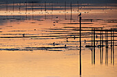 Bild von der Sumpflandschaft bei Sonnenuntergang, Lagune von Venedig, Chioggia, Veneto, Italien, Europa