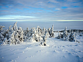  Winter forest in the Harz Mountains, Brocken, Harz, National Park, Schierke, Wernigerode, winter, frost, ice, Harz district, Saxony-Anhalt, East Germany, Central Germany, Germany, Europe\n 