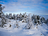  Winter forest in the Harz Mountains, Brocken, Harz, National Park, Schierke, Wernigerode, winter, frost, ice, Harz district, Saxony-Anhalt, East Germany, Central Germany, Germany, Europe 
