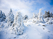  Winter forest in the Harz Mountains, Brocken, Harz, National Park, Schierke, Wernigerode, winter, frost, ice, Harz district, Saxony-Anhalt, East Germany, Central Germany, Germany, Europe 