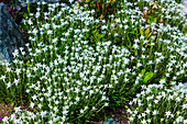 Beautiful Edelweiss Flower in a Sunny Summer Day in St Moritz, Grisons, Switzerland.