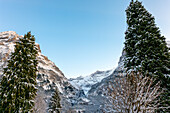 Tree and Snowcapped Mountain Peak in a Winter Day in Grindelwald, Canton Bern, Switzerland.