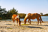  Assateague Horses (Chincoteague Ponies), mother with foal, grazing at the edge of a parking lot in the Assateague Island National Seashore on Assateague Island near Berlin, Worcester County, Maryland, USA 