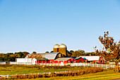 Farm und Viehweide im Historic Triangle in Williamsburg, Virginia, USA