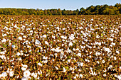 blühende Baumwolle an der Shirley Plantation Road, Charles City County, Virginia, USA