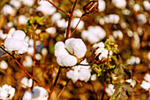 blühende Baumwolle an der Shirley Plantation Road, Charles City County, Virginia, USA