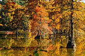 Kakakfahrer und Sumpfzypressen (bald cypress) im Trap Pond State Park in Laurel, Sussex County, Delaware, USA