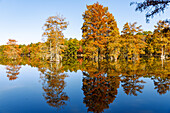 Sumpfzypressen (bald cypress) im Trap Pond State Park in Laurel, Sussex County, Delaware, USA