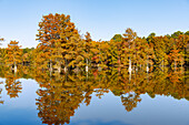 Sumpfzypressen (bald cypress) im Trap Pond State Park in Laurel, Sussex County, Delaware, USA