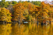 Kakakfahrer und Sumpfzypressen (bald cypress) im Trap Pond State Park in Laurel, Sussex County, Delaware, USA