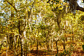 Bäume mit Flechten im Cypress Swamp (Zypressen-Sumpf) im First Landing State Park (Cape Henry Trail) in Virginia Beach, Princess Anne County, Virginia, USA