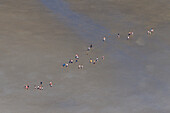 Menschen bei einer Wattwanderung, Luftaufnahme, Nationalpark Wattenmeer, Schleswig-Holstein, Deutschland