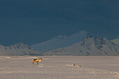  Reindeer, Rangifer tarandus, in snowy landscape, winter, Iceland 