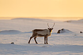  Reindeer, Rangifer tarandus, in snowy landscape, winter, Iceland 