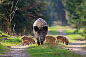  Wild boar, Sus scrofa, sow with piglets, April, Schleswig-Holstein, Germany 