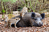  Wild boar, Sus scrofa, sow nursing piglets, April, Schleswig-Holstein, Germany 