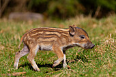  Wild boar, Sus scrofa, young piglet, April, Schleswig-Holstein, Germany 