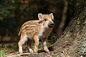  Wild boar, Sus scrofa, young piglet, spring, Schleswig-Holstein, Germany 