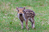  Wild boar, Sus scrofa, young piglet, spring, Schleswig-Holstein, Germany 