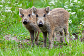  Piglets, Sus scrofa, young wild boars, April, Schleswig-Holstein, Germany 