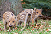  Piglets, Sus scrofa, young wild boars, April, Schleswig-Holstein, Germany 