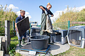  Common seal, Phoca vitulina, pup being released into the wild, Friedrichskoog seal station, Dithmarschen, Schleswig-Holstein, Germany 