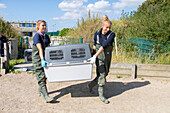  Common seal, Phoca vitulina, pup being released into the wild, Friedrichskoog seal station, Dithmarschen, Schleswig-Holstein, Germany 