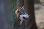  European wolf, Canis lupus, adult, Mecklenburg-Western Pomerania, Germany 
